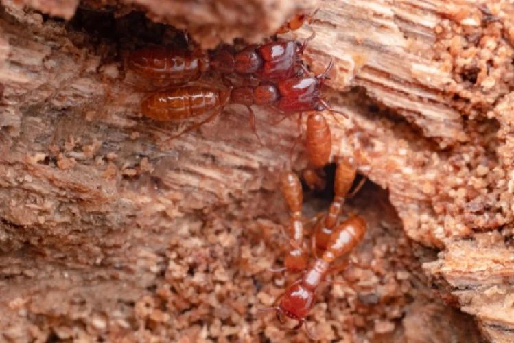 黃螞蟻貨運黃螞蟻物流